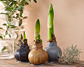 Wax Amaryllis