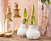 Wax Amaryllis white