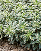 Euphorbia characias Silver Swan