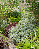 Euphorbia characias Silver Swan