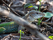 Adult Amazon whiptail (Ameiva ameiva), basking in the sun at Pouso Allegre, Mato Grosso, Pantanal, Brazil, South America