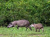 South American tapir (Tapirus terrestris), mother and calf at Pouso Allegre, Mato Grosso, Pantanal, Brazil, South America