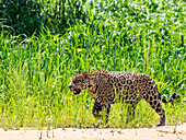 Adult jaguar (Panthera onca), on the riverbank of Rio Tres Irmao, Mato Grosso, Pantanal, Brazil, South America