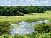 Ein Blick auf das überschwemmte Land bei Pousada Piuval, Mato Grosso, Pantanal, Brasilien, Südamerika