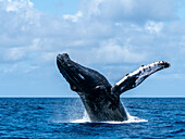 Humpback whale (Megaptera novaeangliae), male breaching on the Silver Banks, Dominican Republic, Greater Antilles, Caribbean, Central America