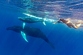 Humpback whale (Megaptera novaeangliae), mother and calf underwater on the Silver Bank, Dominican Republic, Greater Antilles, Caribbean, Central America