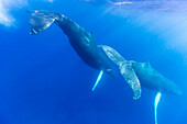 A pair of humpback whales (Megaptera novaeangliae), underwater on the Silver Bank, Dominican Republic, Greater Antilles, Caribbean, Central America