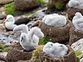 Black-browed albatross (Thalassarche melanophris), chicks at breeding colony on Saunders Island, Falklands, South America