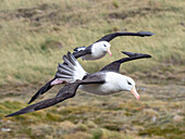 Adult black-browed albatrosses (Thalassarche melanophris), in flight at breeding colony on West Point Island, Falklands, South America