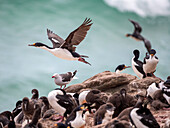 Adult imperial shag (Leucocarbo atriceps), in flight at a breeding colony on Saunders Island, Falklands, South America