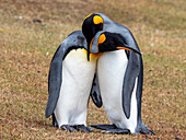 A pair of adult king penguins (Aptenodytes patagonicus), courtship display on Saunders Island, Falklands, South America