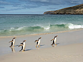 Eselspinguin (Pygoscelis papua), erwachsene Tiere auf dem Rückweg von der Fütterung auf See am Strand von New Island, Falklandinseln, Südamerika