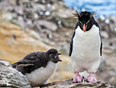 Südlicher Felsenpinguin (Eudyptes chrysocome), adult mit Küken auf New Island, Falklandinseln, Südamerika