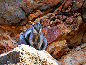 Ausgewachsenes Schwarzfuß-Felsenwallaby (Petogale lateralis), im Cape Range National Park, Westaustralien, Australien, Pazifik