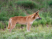 Ausgewachsenes Dingo-Männchen (Canis lupus dingo), im Busch im Cape Range National Park, Westaustralien, Australien, Pazifik