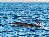 Ausgewachsener Falscher Schwertwal (Pseudorca crassidens), auftauchend am Ningaloo-Riff, Westaustralien, Australien, Pazifik