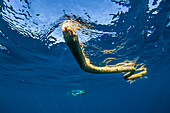 Olive-headed sea snake (Hydrophis major), swimming with remoras on Ningaloo Reef, Western Australia, Australia, Pacific