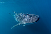 Adult whale shark (Rhincodon typus), underwater on Ningaloo Reef, Western Australia, Australia, Pacific