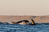 Eine Gruppe säugetierfressender Schwertwale (Orcinus orca), auftauchend am Ningaloo Reef, Westaustralien, Australien, Pazifik