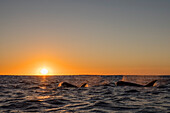 Eine Gruppe von Schwertwalen (Orcinus orca), die bei Sonnenuntergang am Ningaloo-Riff auftaucht, Westaustralien, Australien, Pazifik