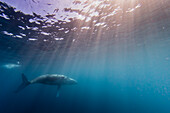 Humpback whale (Megaptera novaeangliae), swimming underwater on Ningaloo Reef, Western Australia, Australia, Pacific