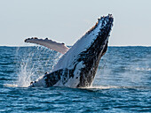 Humpback whale (Megaptera novaeangliae), adult breaching on Ningaloo Reef, Western Australia, Australia, Pacific