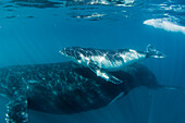 Humpback whale (Megaptera novaeangliae), mother and calf underwater, Ningaloo Reef, Western Australia, Australia, Pacific