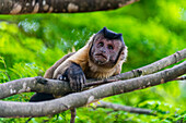 Capuchin monkey (Cebinae), sitting on branch, Forest Park Sinop, Sinop, Mato Grosso, Brazil, South America