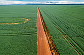 Riesige Sojafelder, Sinop, Mato Grosso, Brasilien, Südamerika