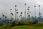Wax palms, largest palms in the world, Cocora Valley, UNESCO World Heritage Site, Coffee Cultural Landscape, Salento, Colombia, South America