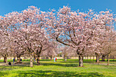 Kirschblüte im Barockgarten von Schloss Schwetzingen, Schwetzingen, Baden-Württemberg, Deutschland, Europa