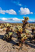 Chuckwalla Cholla, Cholla Cactus Garden, Joshua Tree National Park, Kalifornien, Vereinigte Staaten von Amerika, Nordamerika