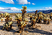 Chuckwalla Cholla, Cholla Cactus Garden, Joshua Tree National Park, Kalifornien, Vereinigte Staaten von Amerika, Nordamerika