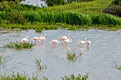 Flamingos (Phoenicopteridae), Donana National Park, UNESCO World Heritage Site, Andalucia, Spain, Europe