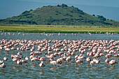 Flamingos in a lake, Amboseli National Park, Kenya, East Africa, Africa