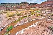 Eine fließende Quelle mit salzigem Salzwasser unterhalb von Pintado Point, Petrified Forest National Park, Arizona, Vereinigte Staaten von Amerika, Nordamerika
