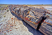 A petrified log along the trail to Martha's Butte in Petrified Forest National Park, Arizona, United States of America, North America