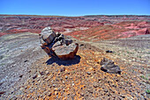 A petrified tree stump along the east rim of Tiponi Valley in Petrified Forest National Park, Arizona, United States of America, North America