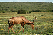 Rote Kuhantilope, Addo Elephant National Park, Ostkap, Südafrika, Afrika