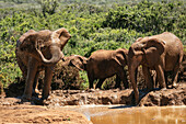 Afrikanische Elefanten, Addo-Elefanten-Nationalpark, Ostkap, Südafrika, Afrika