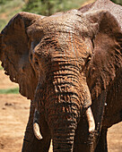 Afrikanischer Elefant an der Wasserstelle, Addo-Elefanten-Nationalpark, Ostkap, Südafrika, Afrika