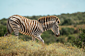 Burchells Zebra, Addo Elephant National Park, Ostkap, Südafrika, Afrika