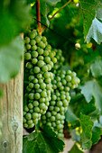Wine grapes, Stellenbosch, Western Cape, South Africa, Africa