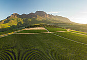 Aerial view of wine vineyards near Stellenbosch, Western Cape, South Africa, Africa