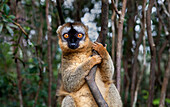Common brown lemur (Eulemur fulvus) at Lemur Park, Madagascar, Africa