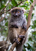 Grauer Bambuslemur, Lemureninsel, Madagaskar, Afrika