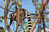 Ring tailed lemur, Isalo National Park, Isalo, Madagascar, Africa