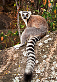 Ringschwanzlemur, Isalo-Nationalpark, Isalo, Madagaskar, Afrika