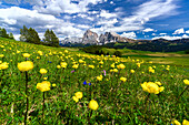 Globeflowers (Trollius) Blumen, Buttercup Familie, in der Blüte in den grünen Wiesen am Fuße des Langkofels und Sassopiatto, Seiser Alm, Dolomiten, Südtirol, Italien, Europa