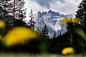Monte Cristallo and Piz Popena framed by yellow flowers in bloom, Landro, Ampezzo, Dolomites, Veneto, Italy, Europe